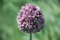 Allium ampeloprasum
